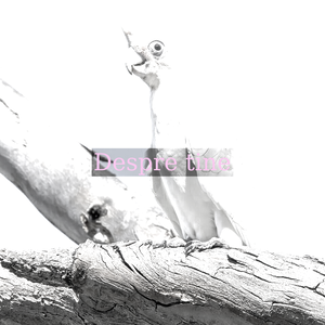 Little corella (Cacatua sanguinea gymnopis) Murray River, Blanchetown, South Australia. A type of cockatoo.