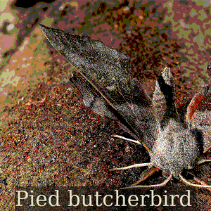 Poplar hawk-mot (Laothoe populi populi) male in Cumnor Hill, Oxfordshire, England. All of the insect is in focus after focus stacking 15 images.