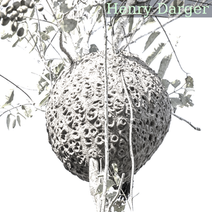 Arboreal stingless bee nest (Trigona sp.) near Flores, Guatemala